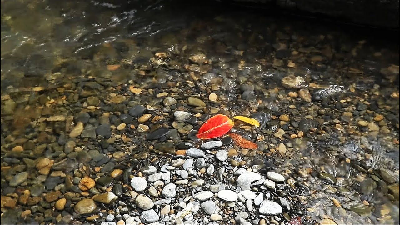 野猴子的荒野速寫  EP3