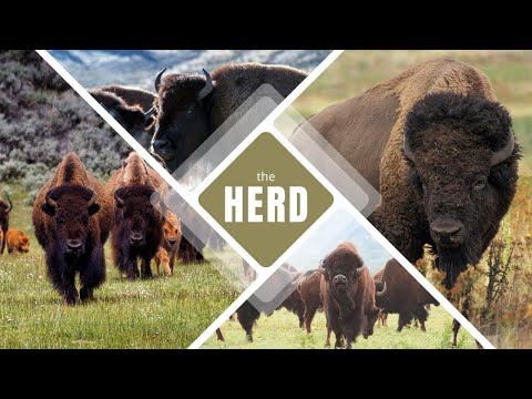 The Herd | November 6, 2022 | Stephen Willis