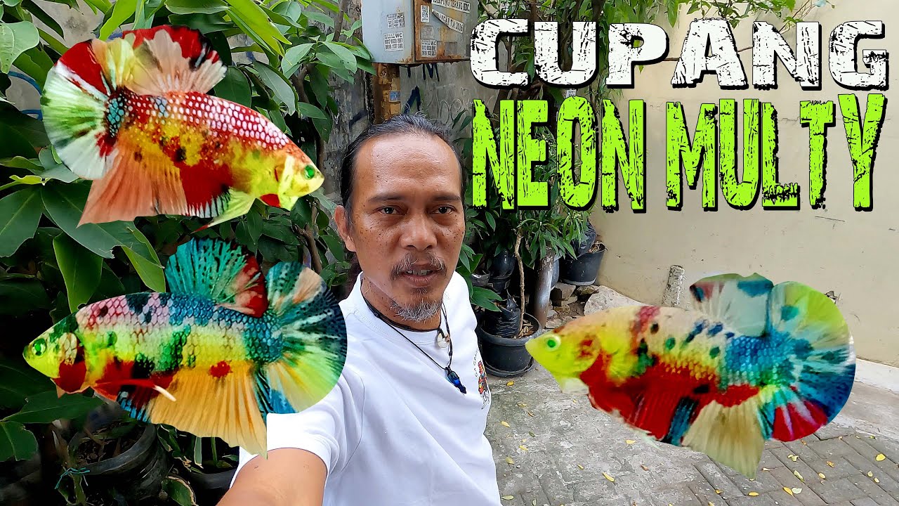 IKAN CUPANG NEON MULTY