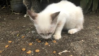 Wau Kucing Putih di Kroyok Kucing Kampung by RINO PRIATAMA 160 views 2 months ago 8 minutes