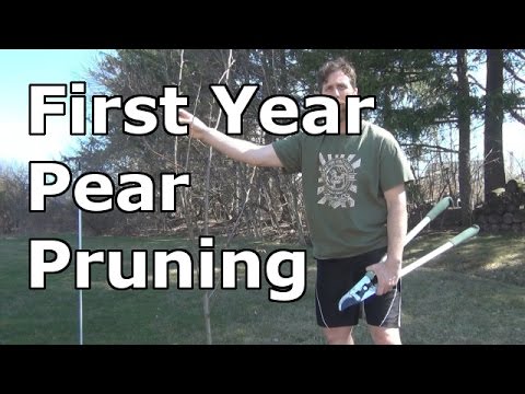 Pruning my First Year Pear Tree