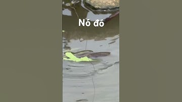 Câu cá sông đụng ổ cá trê #thápmườiquêtôi #fishing #câucárôđồng #fish