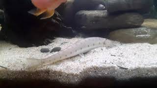 Horseface loach rare appearance