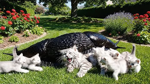 Video 11645711: rescue maine coon cat, maine coon cat kitten, giant maine coon kitten, animal rescue