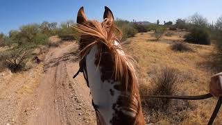 Zig Zag Ziggy, Trailer and Trail Ride