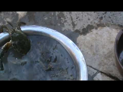 ابو الجنيب و جميلة 