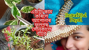 #minivlog  ফুলৰ কাৰণে tips দিছো আজি || ইমান ধুনীয়া payal আহিছে meesho ৰ পৰা || Assamese daily vlog