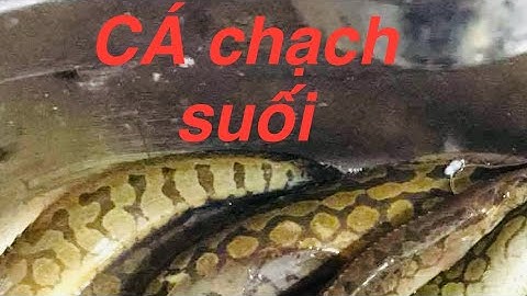 1 ngày thăm lợp cá chạch vùng sân bay long thành .