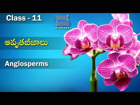 ఆవృతబీజాలు – Angiosperms | Plant Kingdom | Biology 11 | Telugu | Class 11 | Bipc Telugu