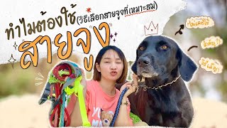 สายจูงน้องหมา..สำคัญกว่าที่คิด | วิธีเลือก บอกประเภทสายจูงต่างๆ ที่น่าใช้ (EP.41)