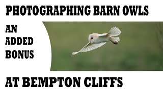 PHOTOGRAPHING BARN OWLS- AN ADDED BONUS