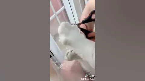 Watch the video about Cat Series