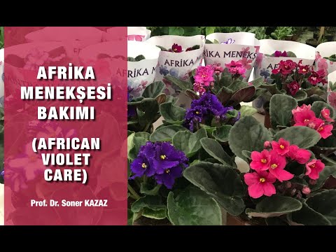 Video: Saintpaulia Menekşe çiçekli