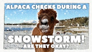 Alpaca Snowstorm! | Come And Check The Alpacas With Us