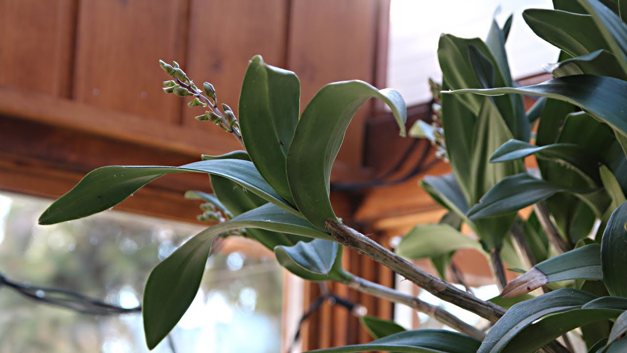 Fagymentes veranda a Hórák kertjében