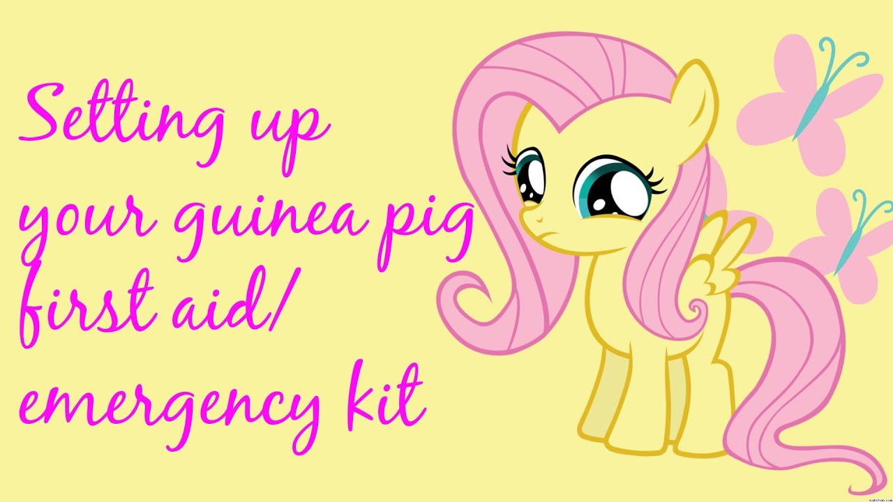 Setting up your guinea pig first aid/emergency kit! YouTube