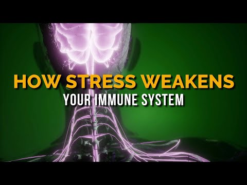 How stress weakens your immune system