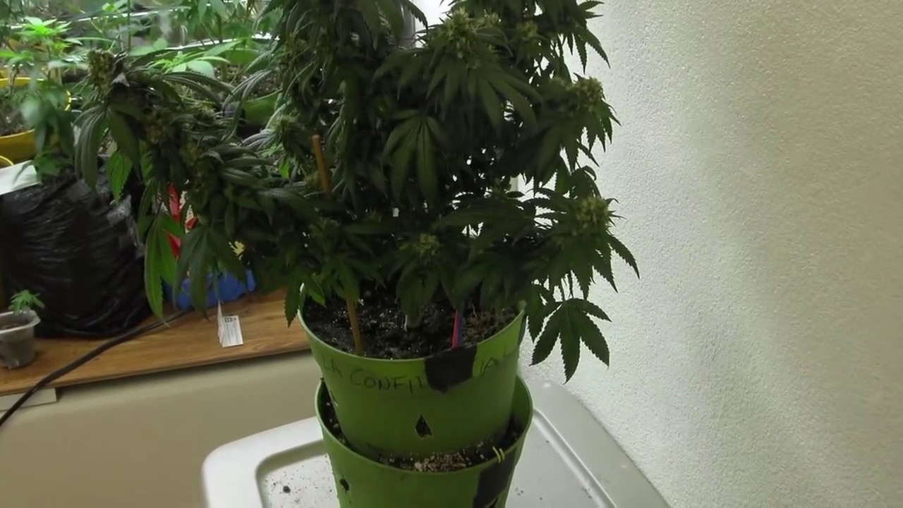 Raskals OG & LA Confidential medical marijuana grow (Harvest)