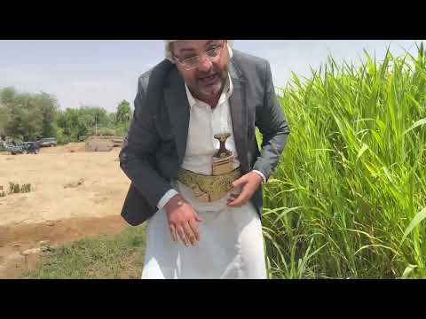 محمد علي الحوثي يلقط دوم