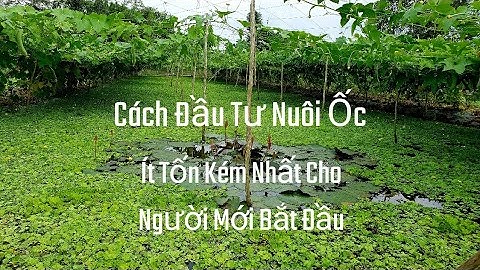 Nên Chọn Cách Đầu Tư Hợp Lý Trước Khi Nuôi Ốc | Góc Nhỏ Làng Quê