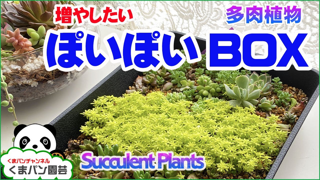 多肉植物 はじめてのパキフィツムの育て方 増やし方 くまパン園芸 Youtube