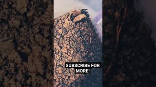 trapdoor spider feeding #trapdoorspider #facts #learning #spider #bite