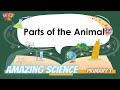 P1  science  parts of the animals