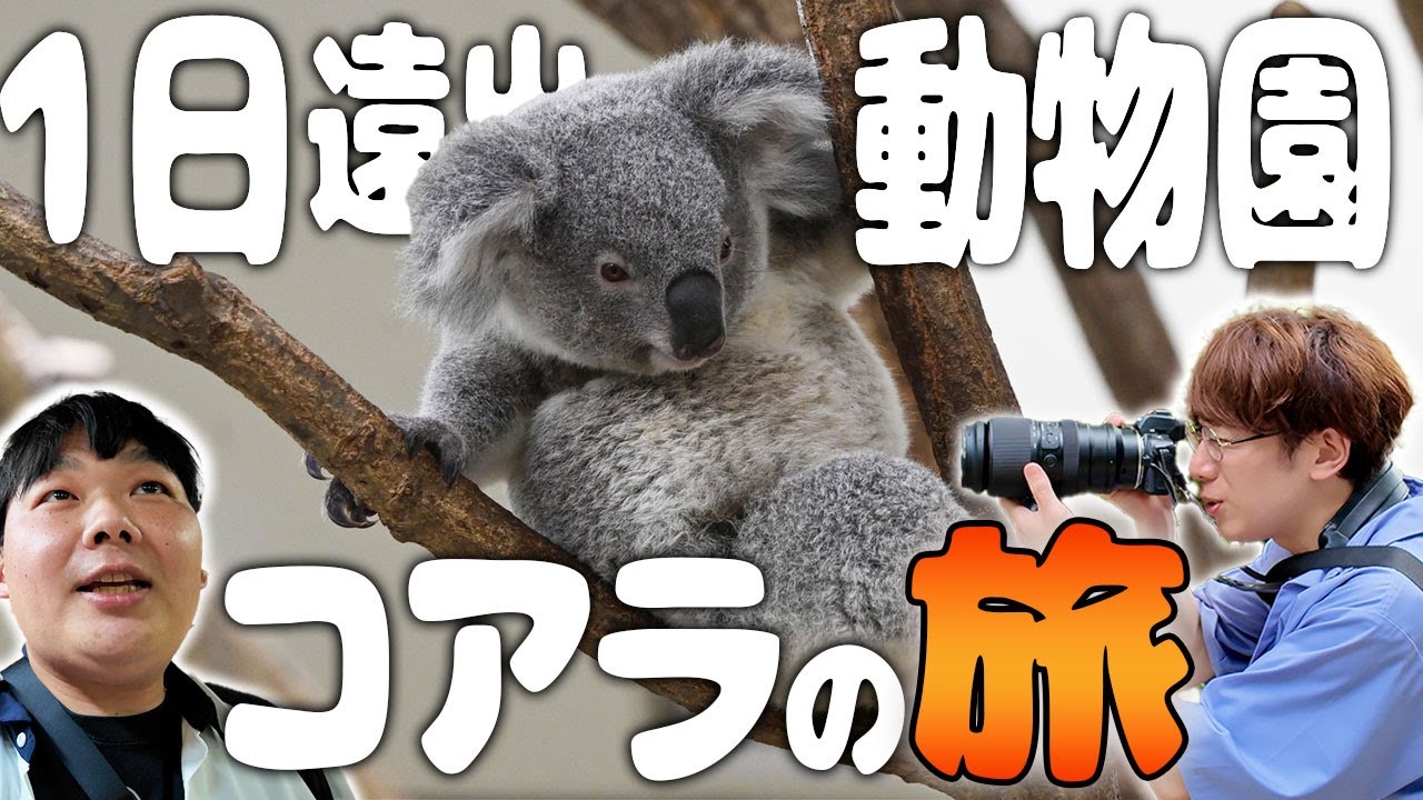ディープなコアラの世界を知る動物園の旅！【西田どらやき・埼玉県こども動物自然公園】