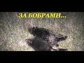 ОХОТА НА БОБРА.Первый опыт...#57