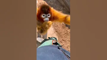 Создано Творцом 🐒/ #Бирманские курносие обезьяны #animals