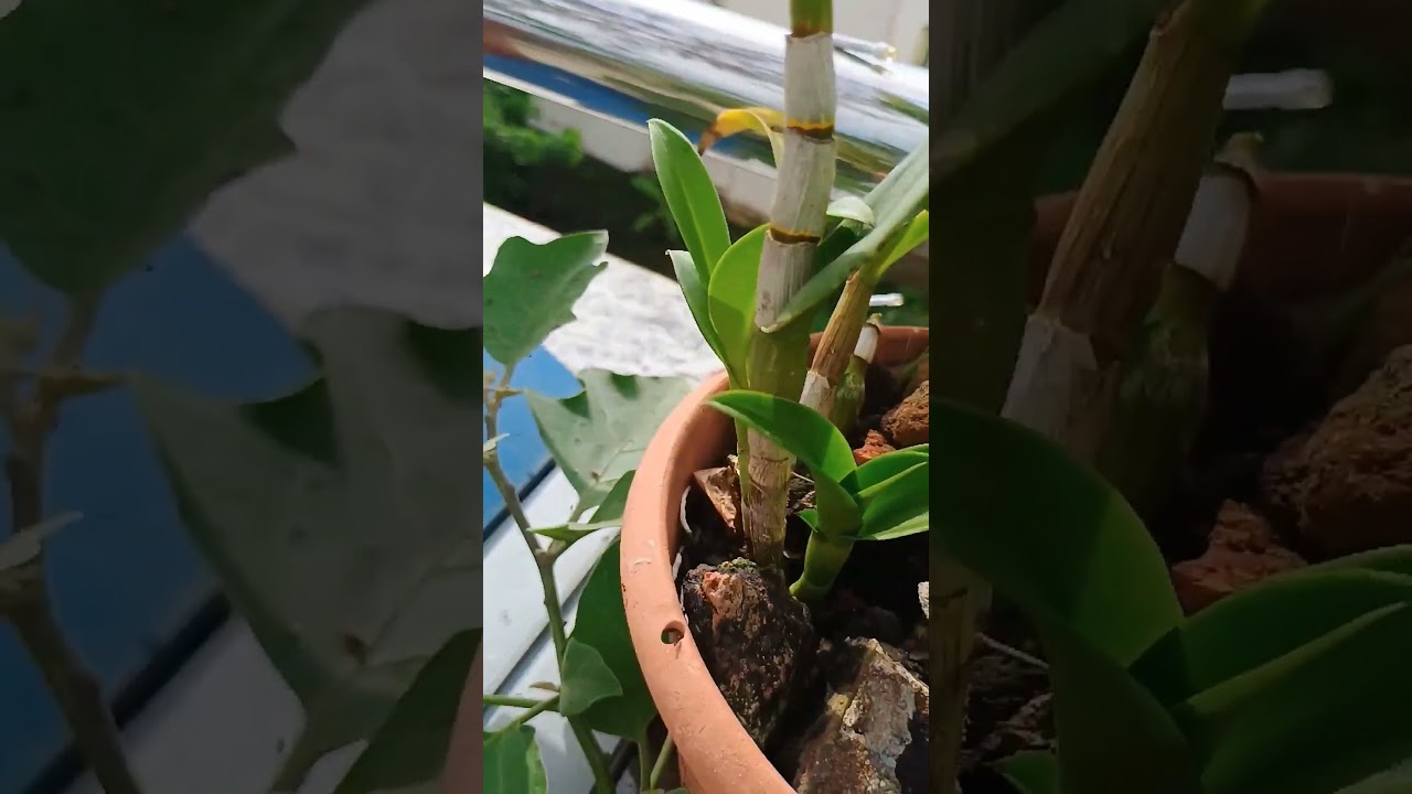 🙏🔥Orchid started to bloom rain #lily😳📈