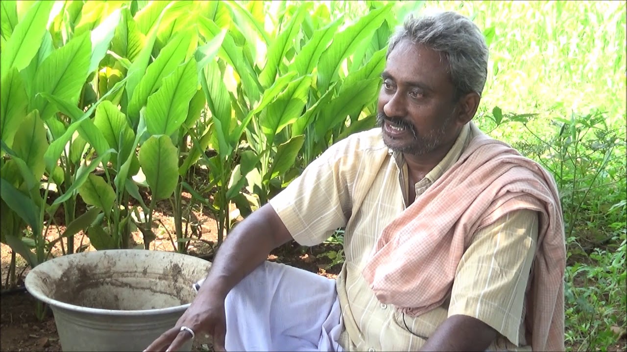 Plant protection turmeric in ZBNF Kadapa district YouTube