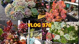 Download lagu SHOULD I WATER SUCCULENTS in WINTER | VLOG #378 - Growing Succulents with LizK