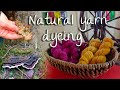 Natural yarn dyeing with mushrooms and lichen