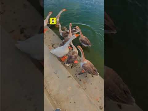 البط الملكي معلومات غريبة عنهأاول مرة تسمعها