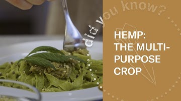 The Sustainability of Hemp | Food & Other Uses In Iceland
