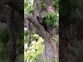 Black Bear baby #zoology #awesome #foryou #viralvideo #beautiful #wildlife #beauty #amazinganimals