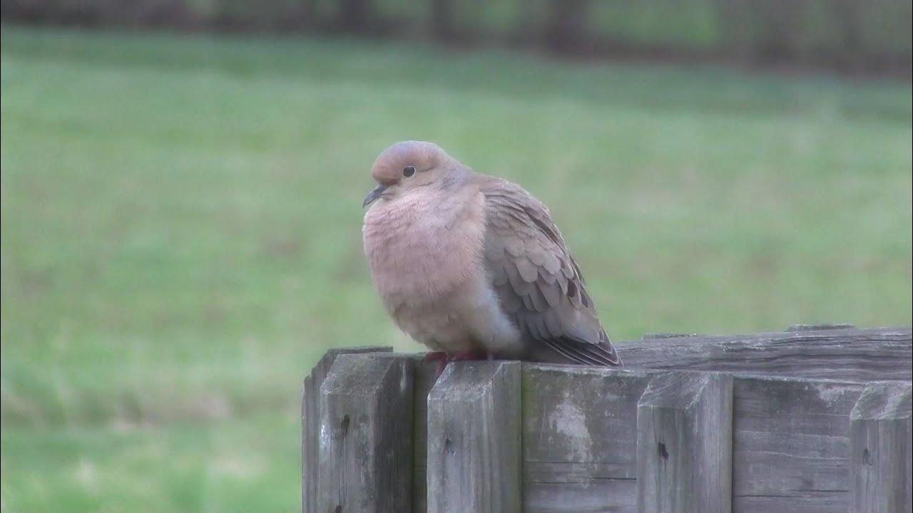 Mourning Dove Coo - Youtube