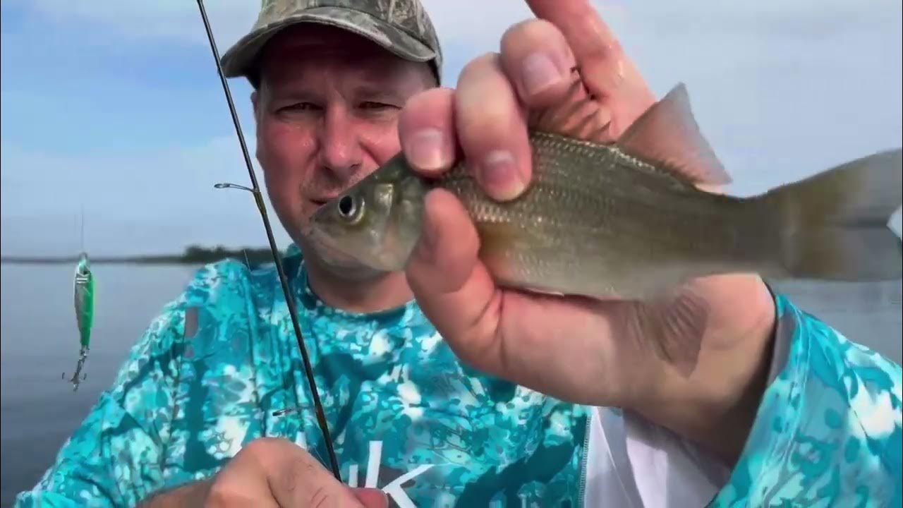 Catching Perch on a Gotcha Jigfish! YouTube