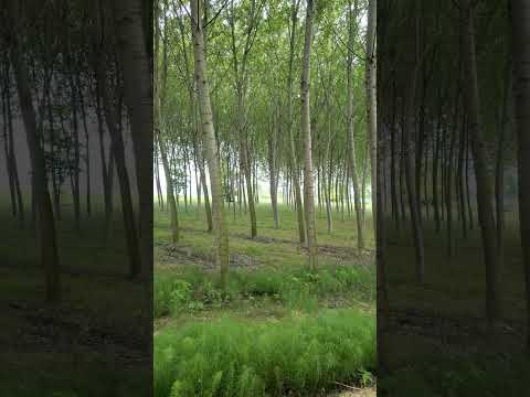 نجوم الدنيا ليسوا نجوم الخرة وكم من نجم في الدنيا مشى خلف جنازته خمسة ملايين وبكاه الباكون وانتحر