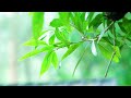 Luxury Spa Background - Beautiful Forest View with Soft Piano for Massage Therapy