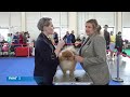 Видео трансляция национальной выставки собак  «KAZAN OPEN 2022»