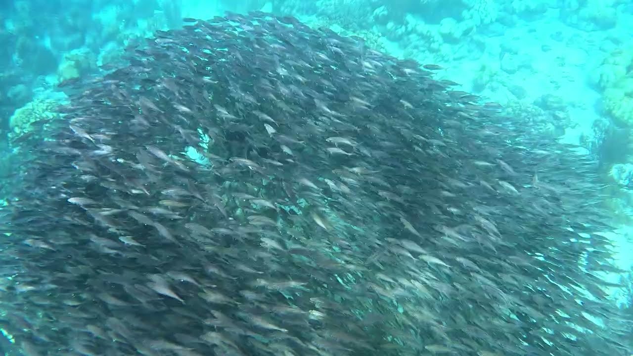 Snorkeling in a Bait Ball in Bonaire at 1000 Steps 11.22.24