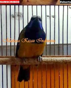 #shorts ~ Cucak Cungkok Istimewa ~ Cililin Parkit LB Walang Gereja Kunti - Orange Bellied leafbird
