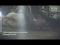 This is WHO "ethical" wool comes from 💔