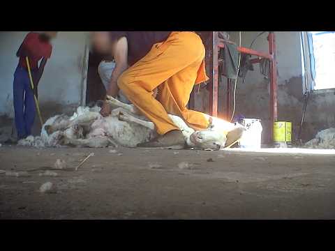 This is WHO "ethical" wool comes from 💔