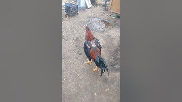 Lau qaib ej sib ncaw sab kawg