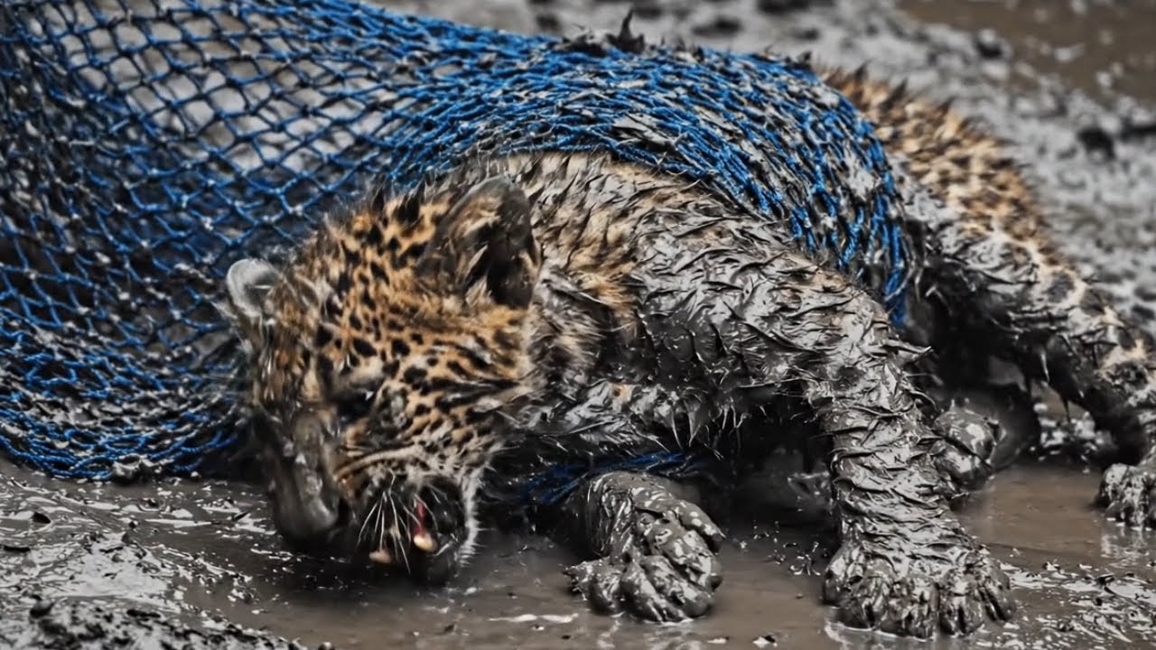 Rescuing Dying Clouded Leopard Cub From Fishing Net 💔 Amazing Transformation