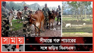 বাংলাদেশ-ভারত সম্পর্ক উন্নতির প্রতিফলন নেই সীমান্তে | BSF News | India-Bangladesh Border | Somoy TV