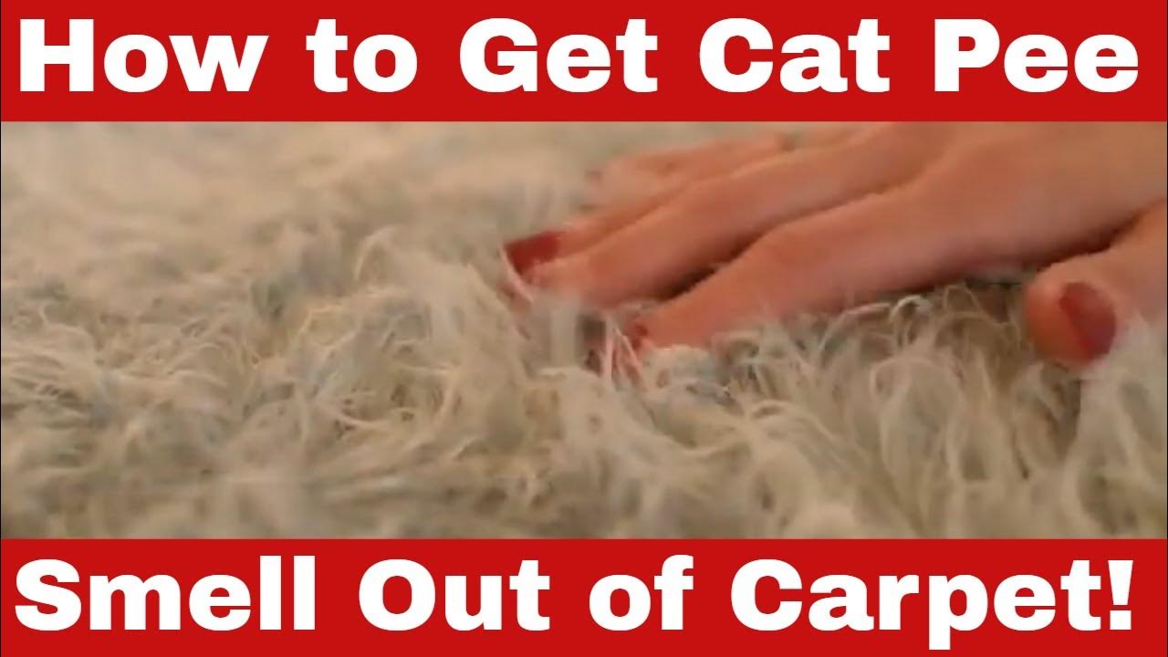 how-to-get-cat-pee-smell-out-of-carpet-a-step-by-step-guide-youtube